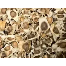 20 Moringa Samen 20 Moringa Samen