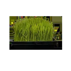 Frisches Gerstengrass in der 30x40cm Schale Frisches Gerstengrass in der 30x40cm Schale